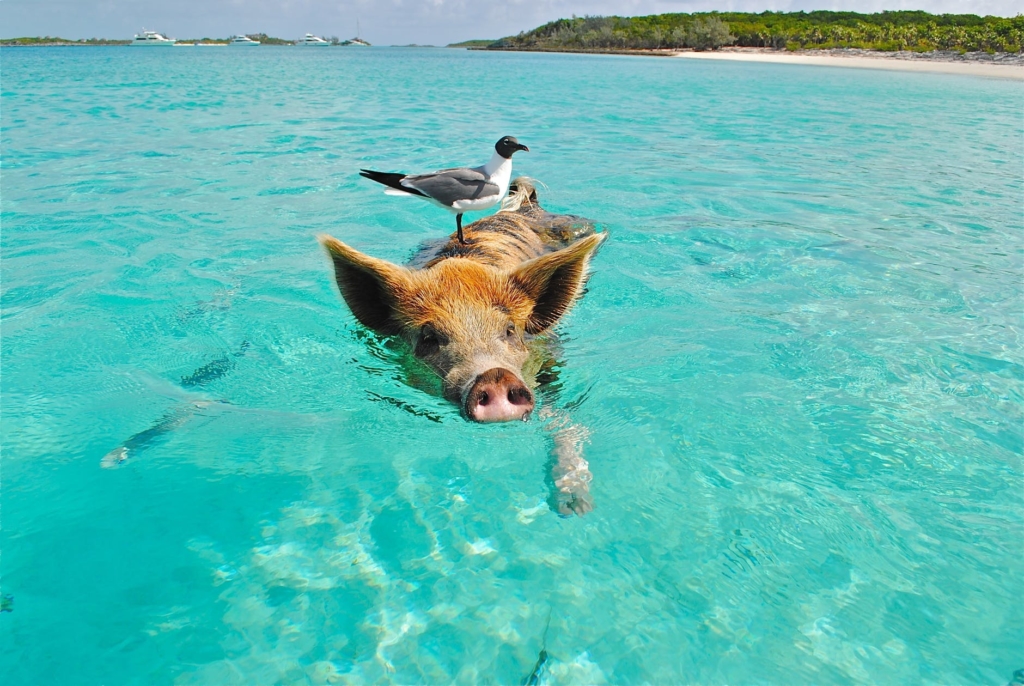 Ocean and animals living there