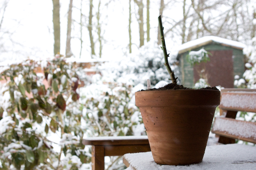 growing plants in winter time