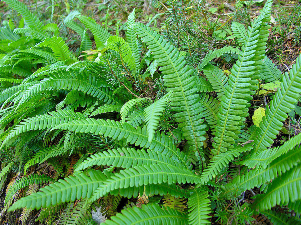 ferns