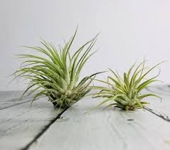 air plant