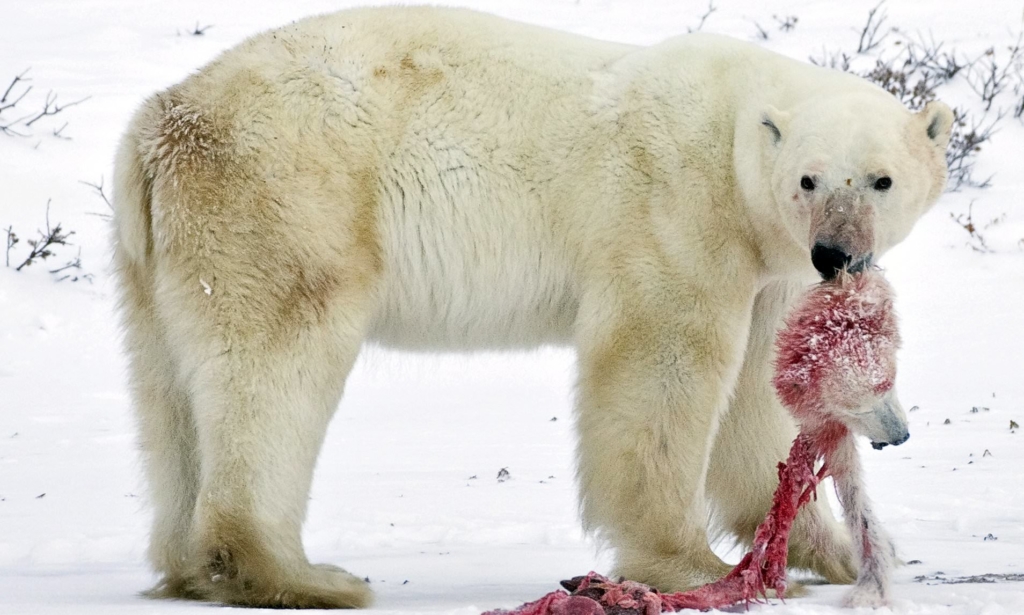 polar bears turning into cannibalism