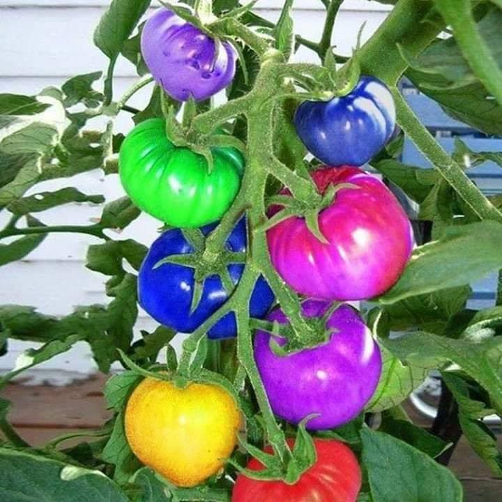 rainbow tomatoes