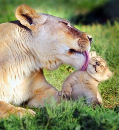 mother lion and baby