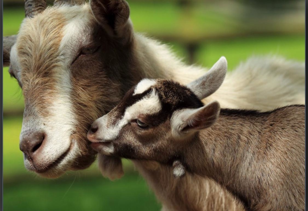 baby goat and mother goat