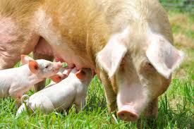 mother pig and babies pig