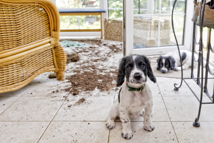 dog making mess